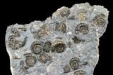 Ammonite (Promicroceras) Cluster - Marston Magna, England #176367-1